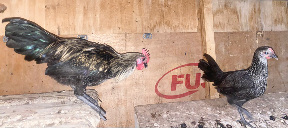 2 Chicken for sale =Qr60 - 1