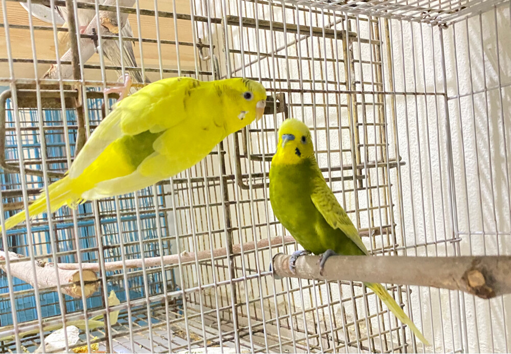 Budgies pair for sale = Qr150 - 1