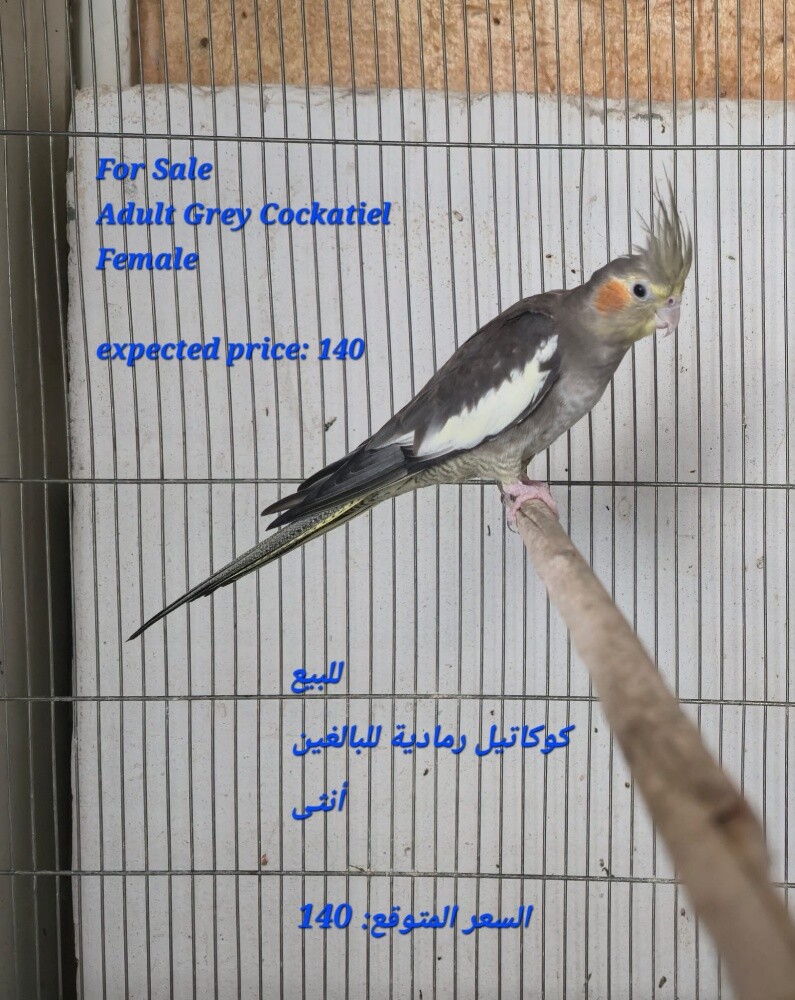 أنثى كوكاتيل للبيع - 2