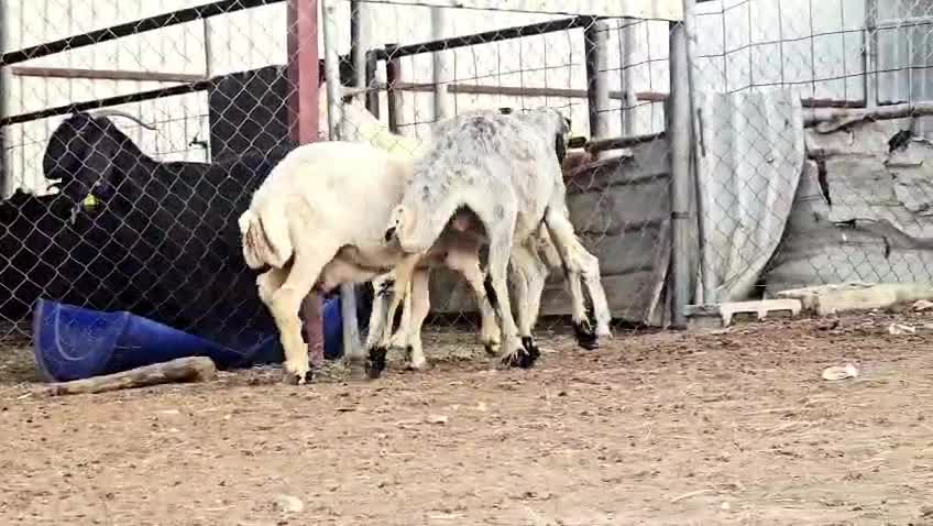 للبيع شوهات عرب بيض مكحله - 1