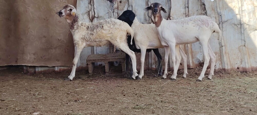للبيع رخال بربر طيبه بيرشن - 5