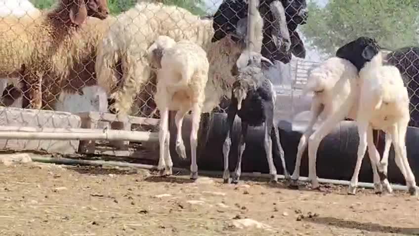للبيع رخال بربر طيبه بيرشن - 1