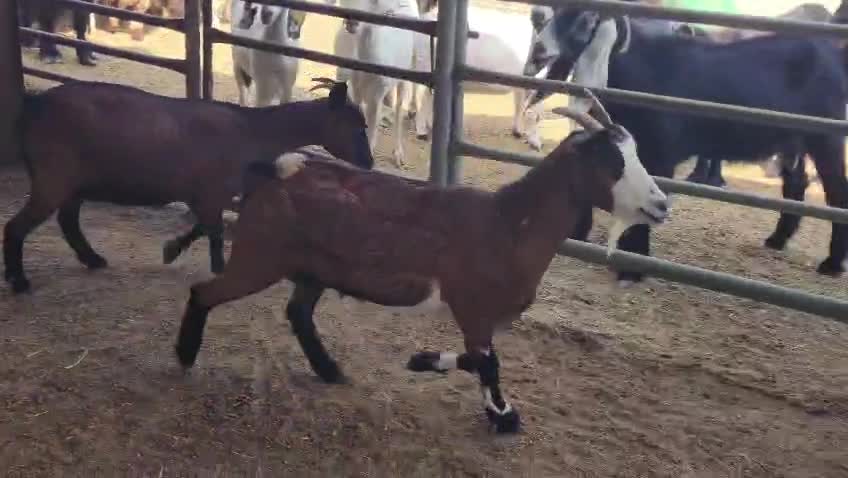 للبيع معزا قزم بلجيكي دفيع شرط - 4
