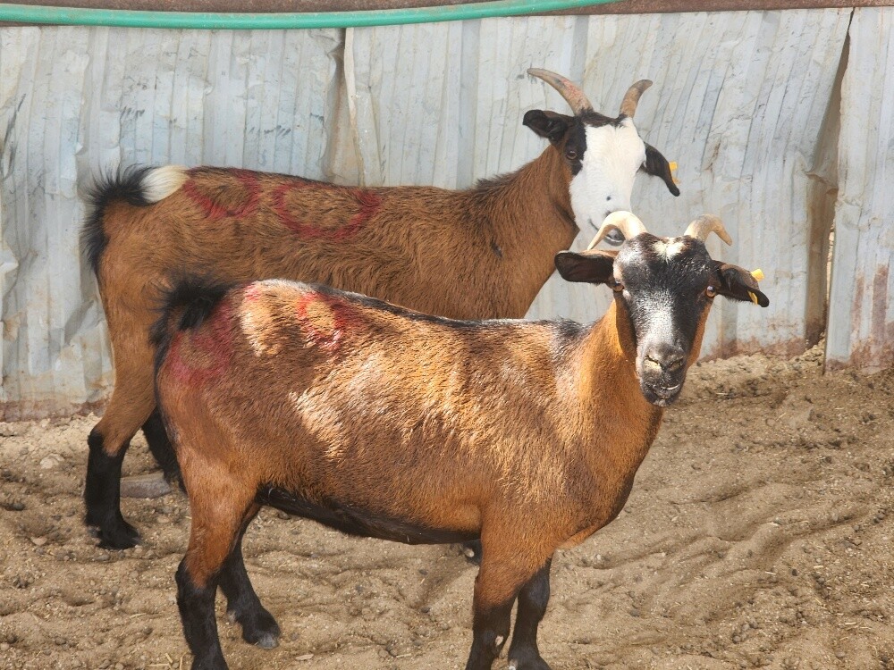 للبيع معزا قزم بلجيكي دفيع شرط - 1