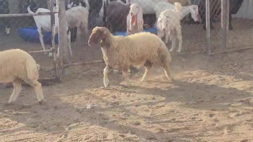 للبيع خرفان ذبائح فل الفل - 1