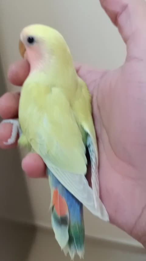 love birds rare colors 8 weeks - 1