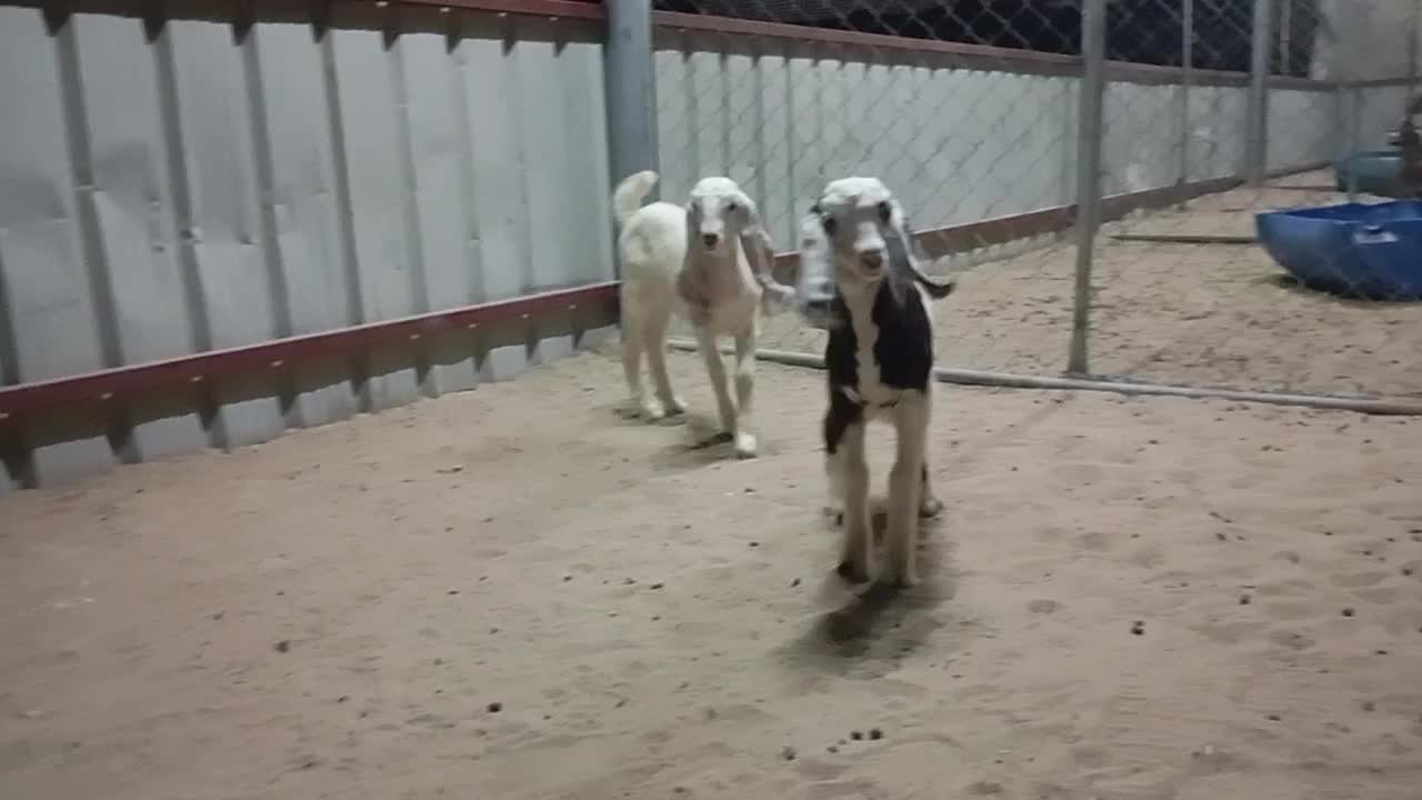 للبيع تيس وجمده سمان فل - 2