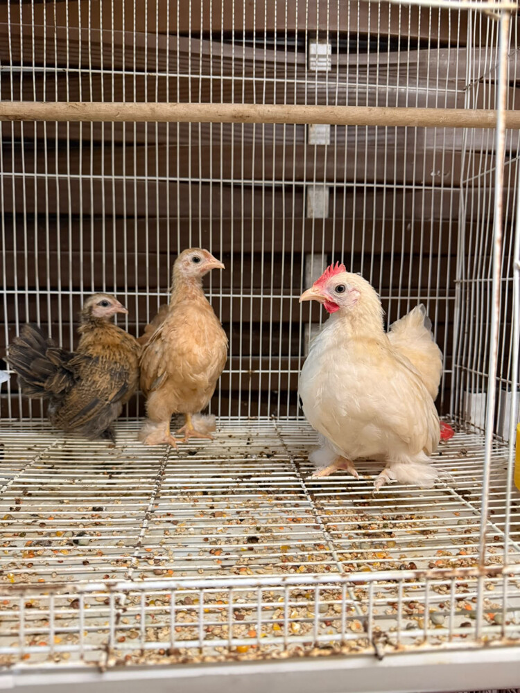 طقم دجاج زينة - 4