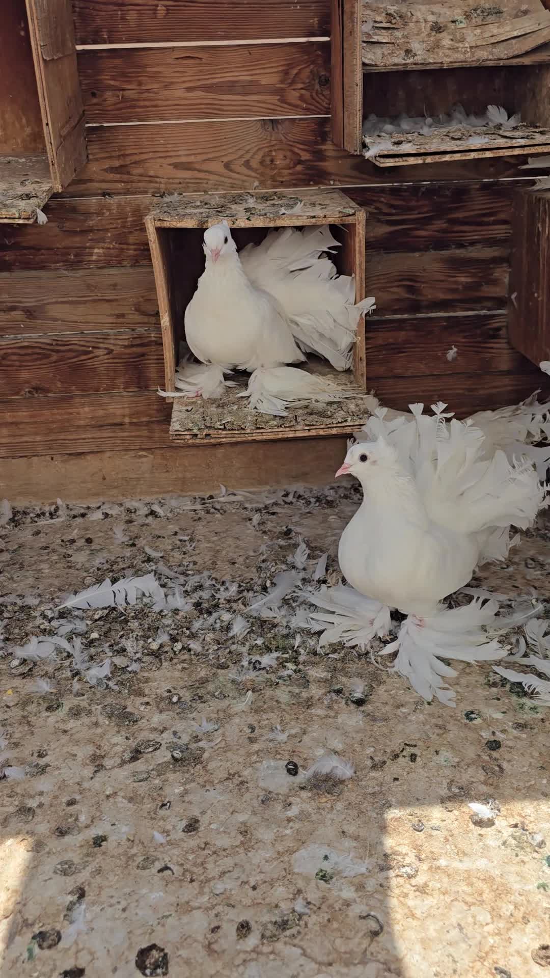 white fantail - 2