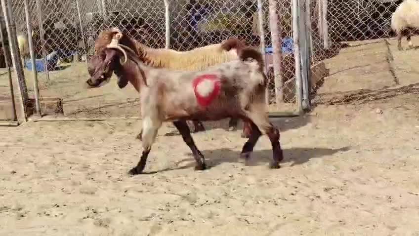 للبيع معزه دفيع طيبه - 4
