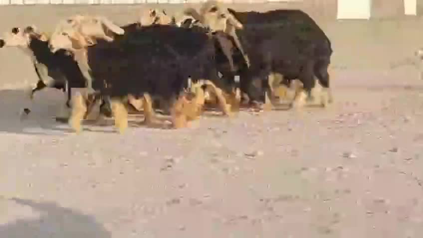 للبيع شوهات نجد في وليد طيبه - 4