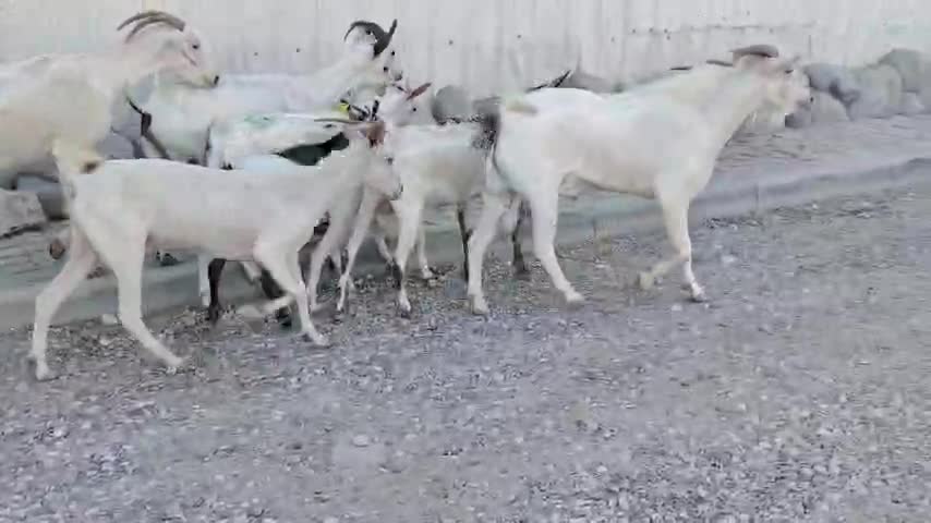 معزة عمنيات طيبه - 1
