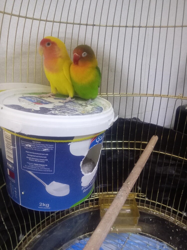 love Birds - 1