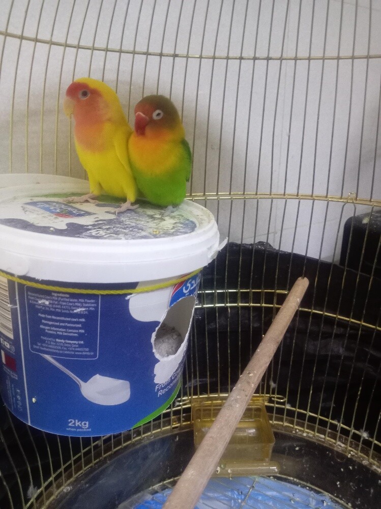 love Birds - 2