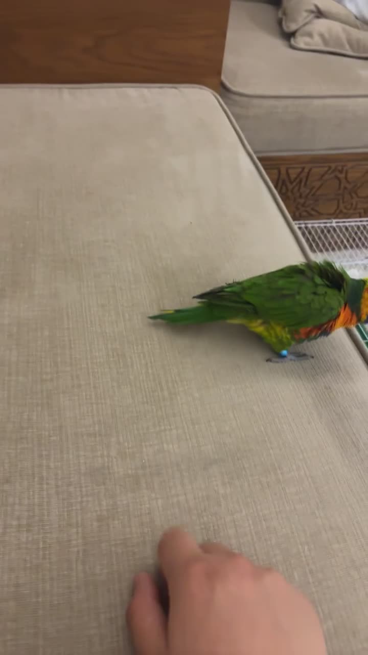 rainbow Lori bird  - 2