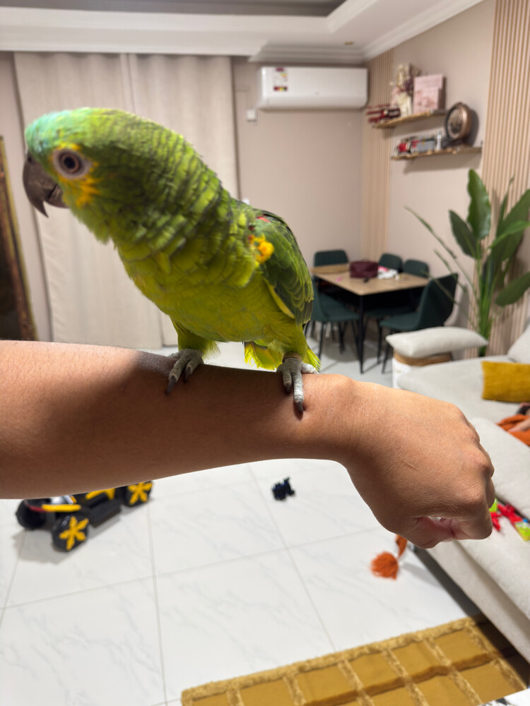 tamed free fly - 2