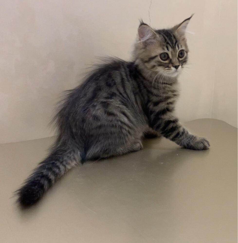 Sebrian kittens males - 2