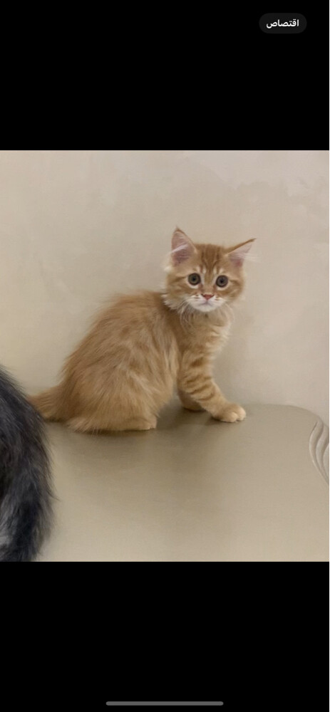 Sebrian kittens males - 1