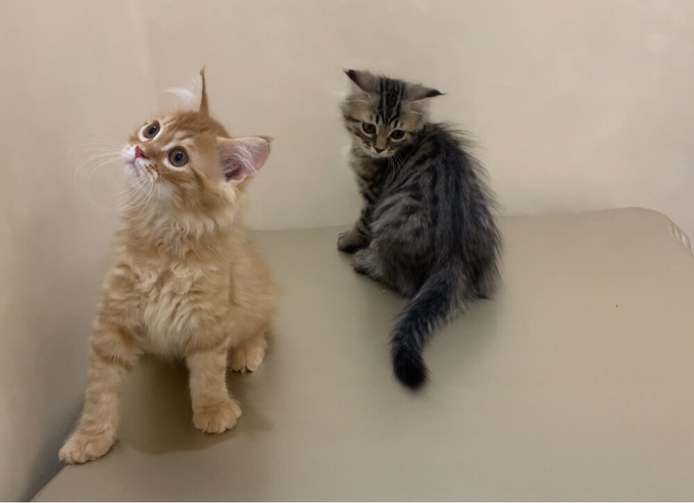 Sebrian kittens males - 3