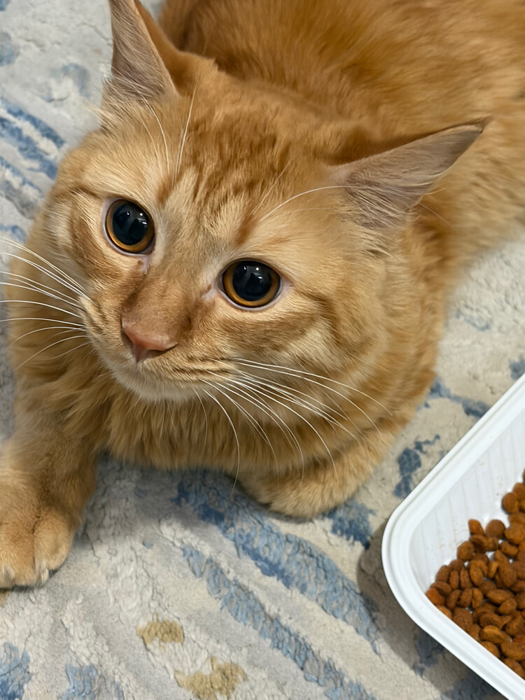 house cat for sale - 1