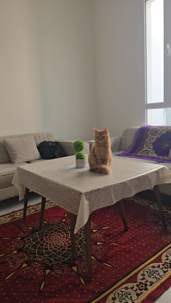 house cat for sale - 3