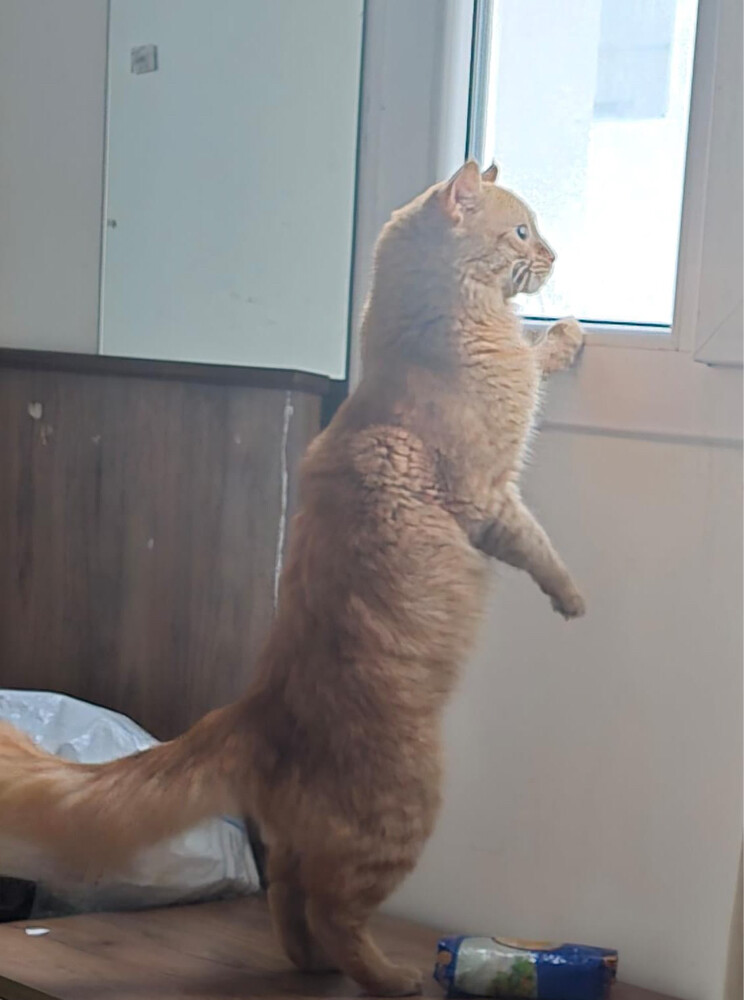 house cat for sale - 2