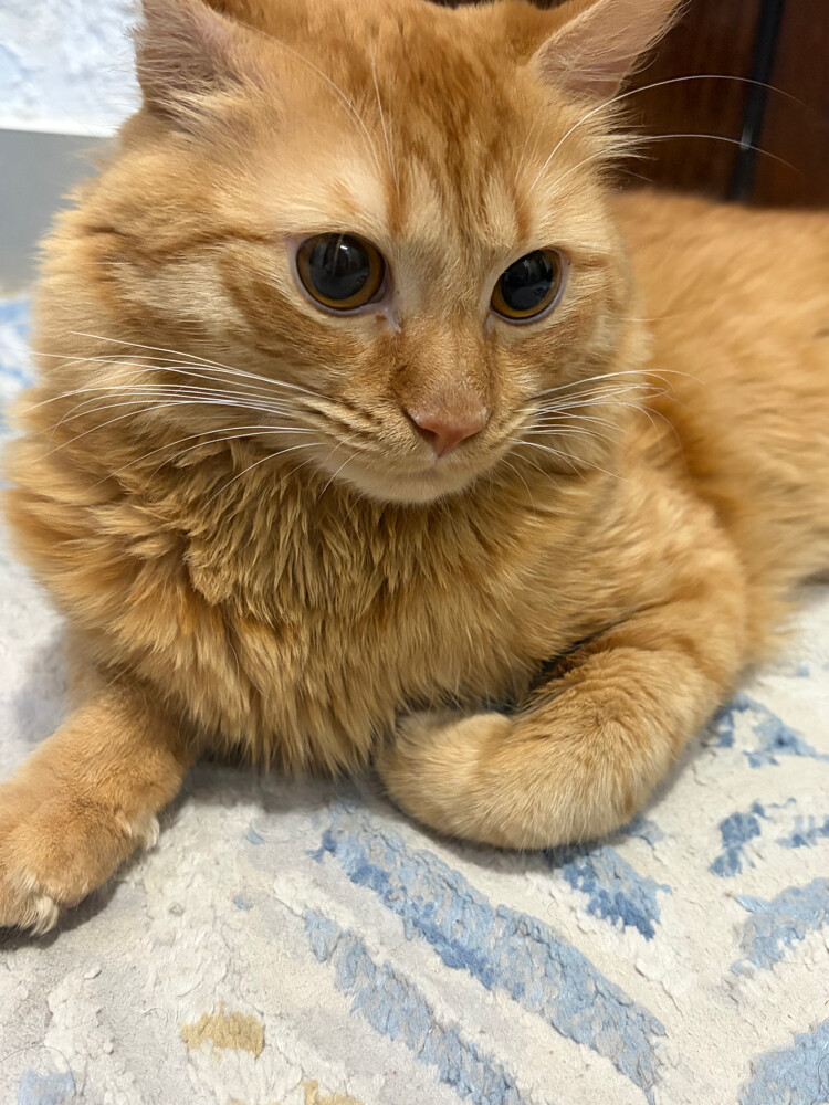 house cat for sale - 4