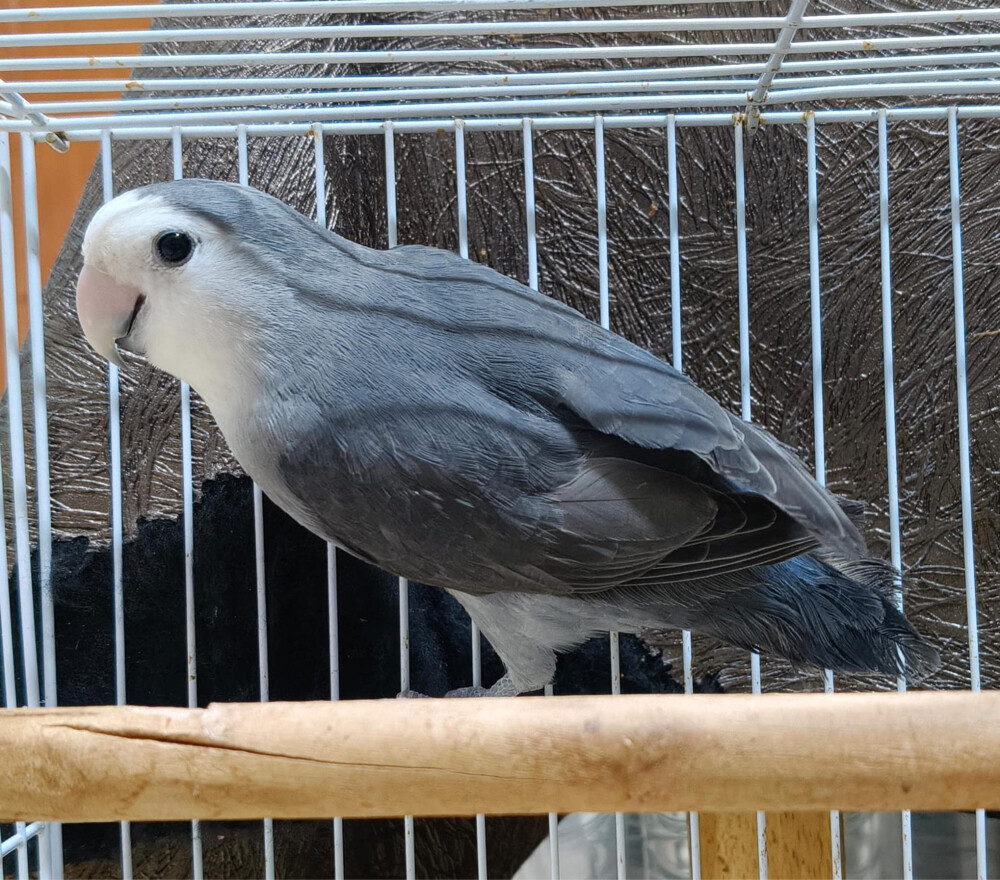 white face black lovebird - 1