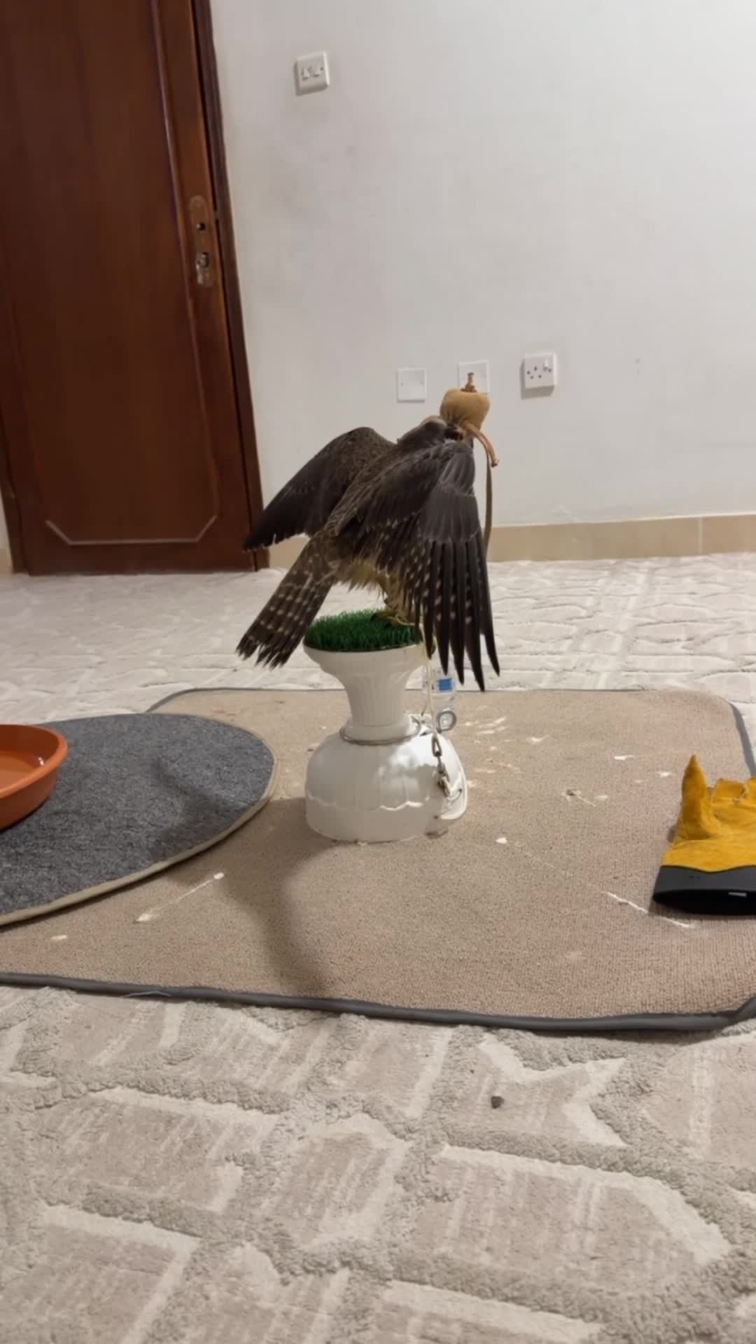 جبيليه - 2
