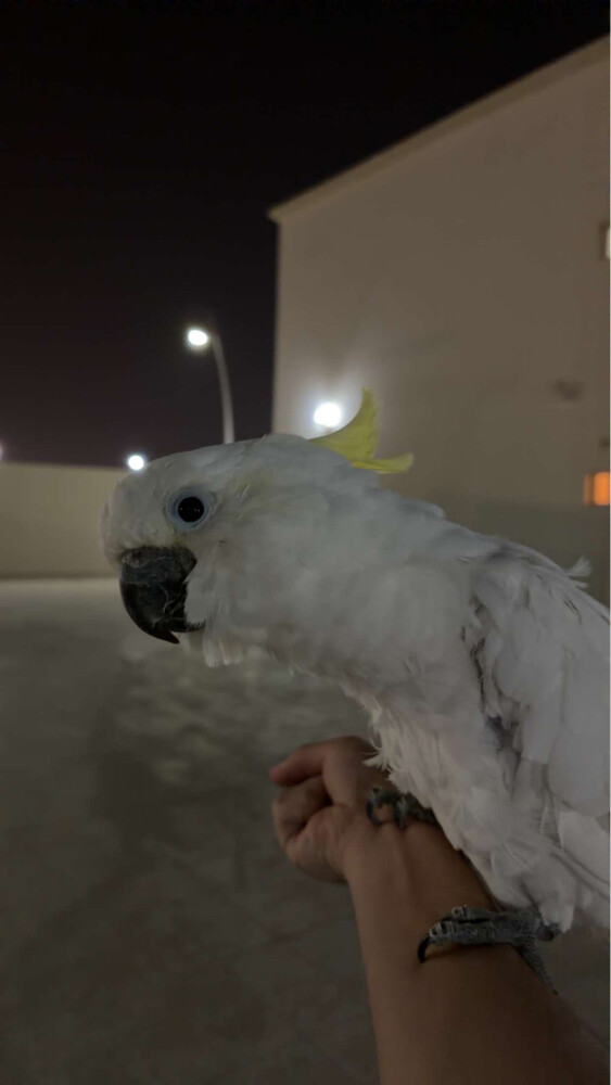 coco - 3