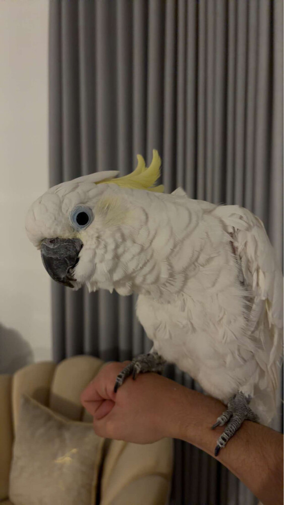 coco - 1