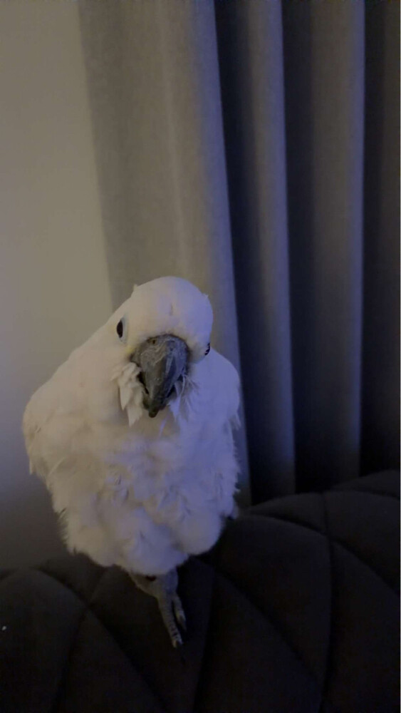 coco - 2