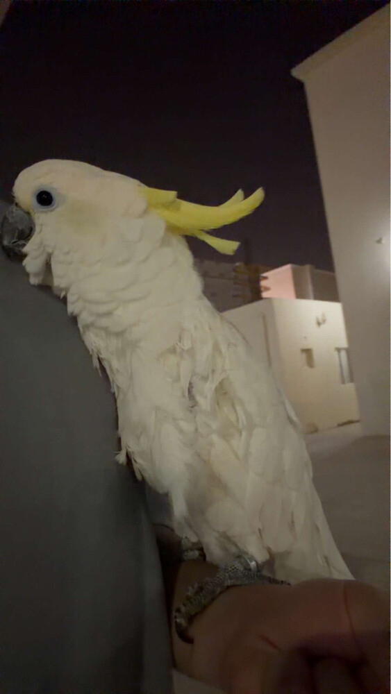 coco - 4