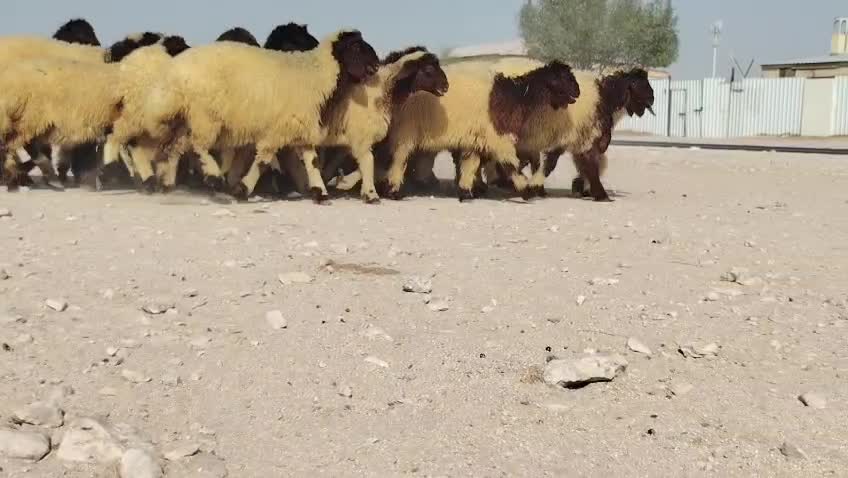 رخال طيبه سمان فل شحم - 1