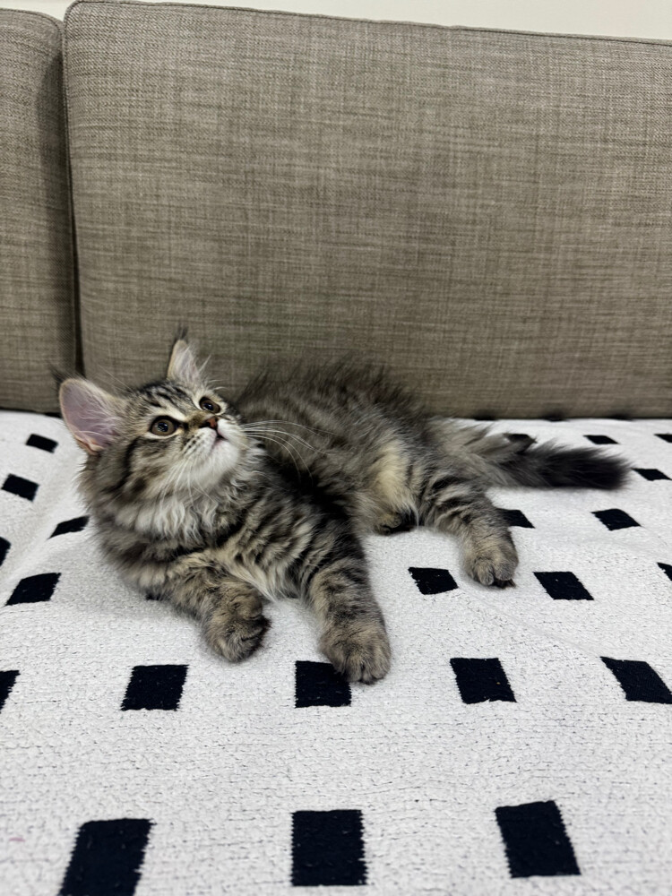 persian kitten for sale - 1