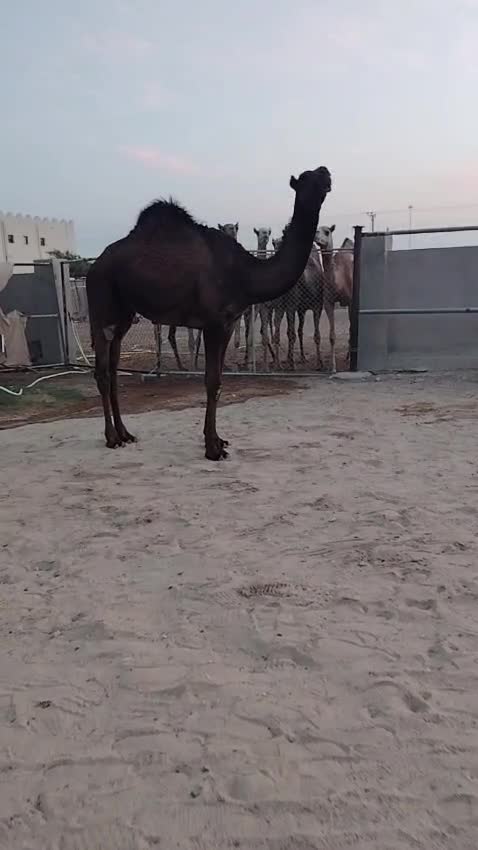 بكره مجهم مزاين - 1