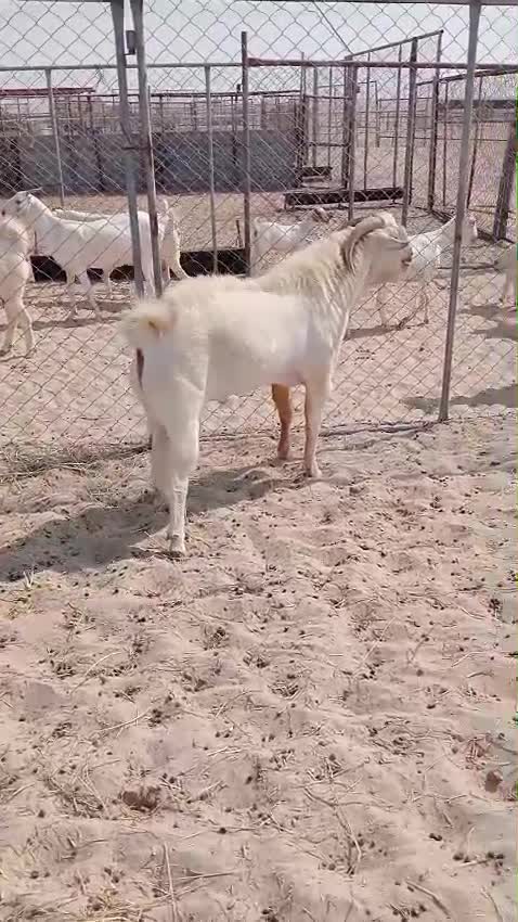 فحل - 1