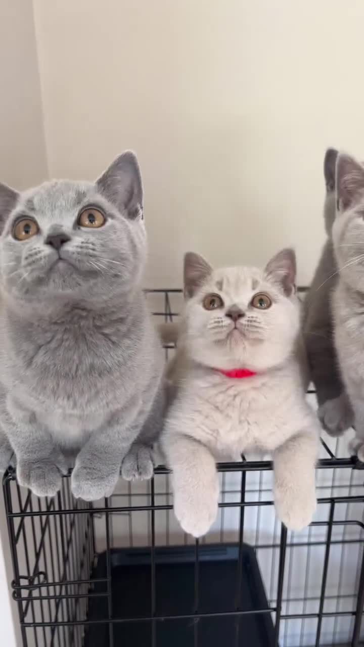 British shorthair for adoption - 1
