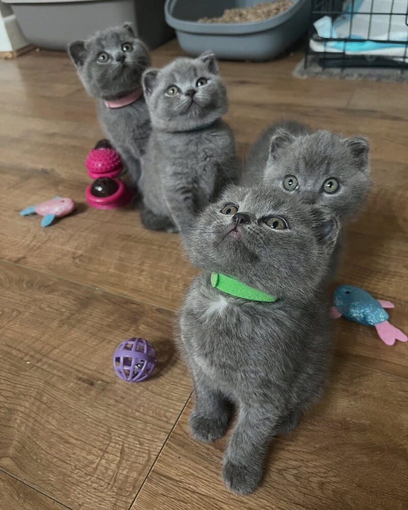 British shorthair for adoption - 2