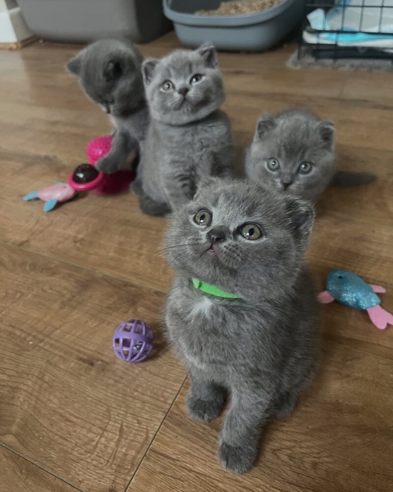 British shorthair for adoption - 3