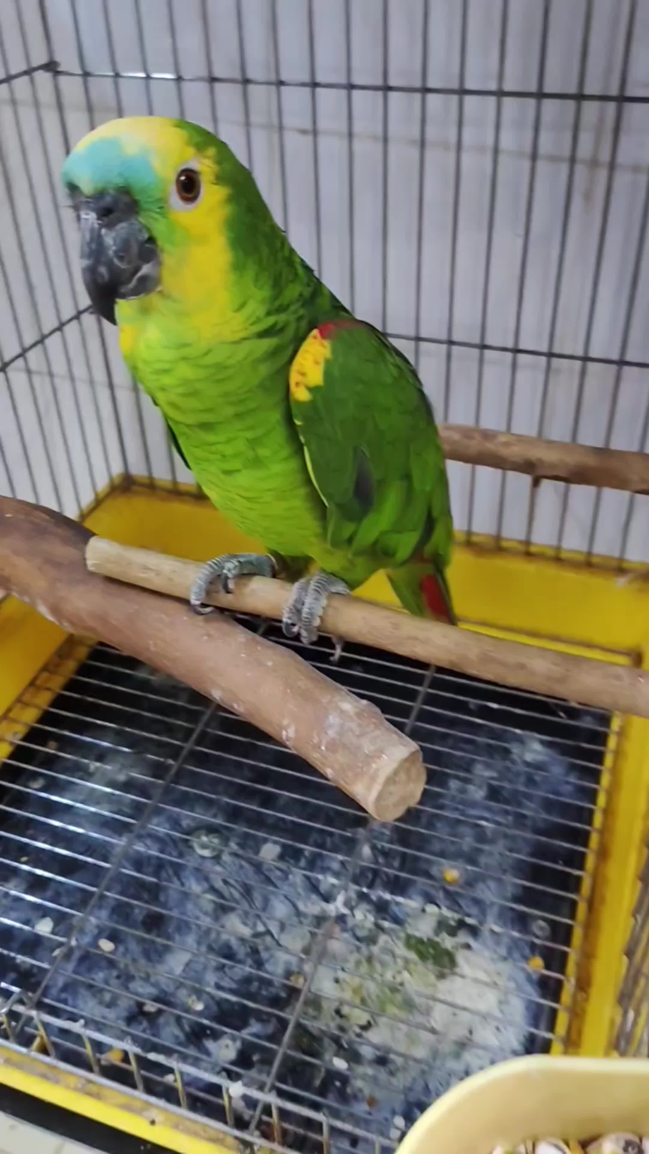 Yellow-Crowned Amazon - 3