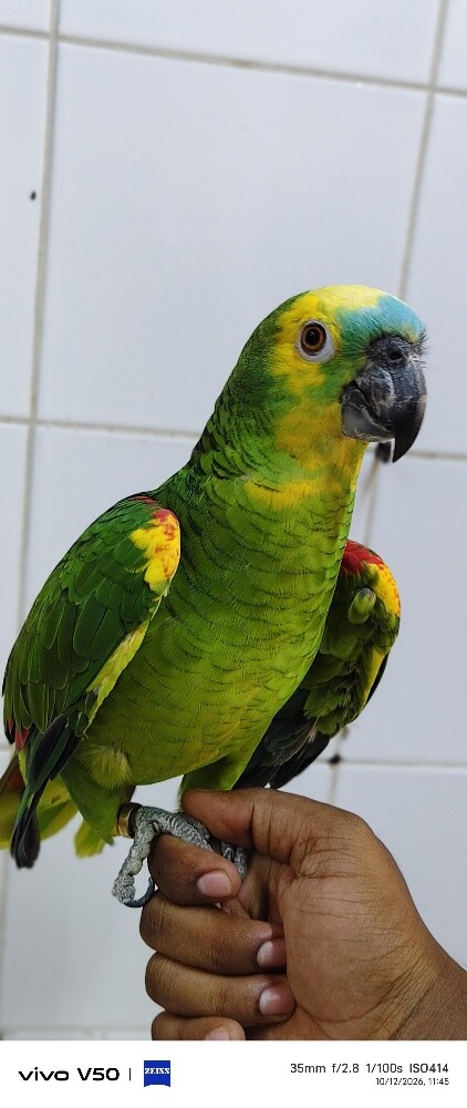 Yellow-Crowned Amazon - 2