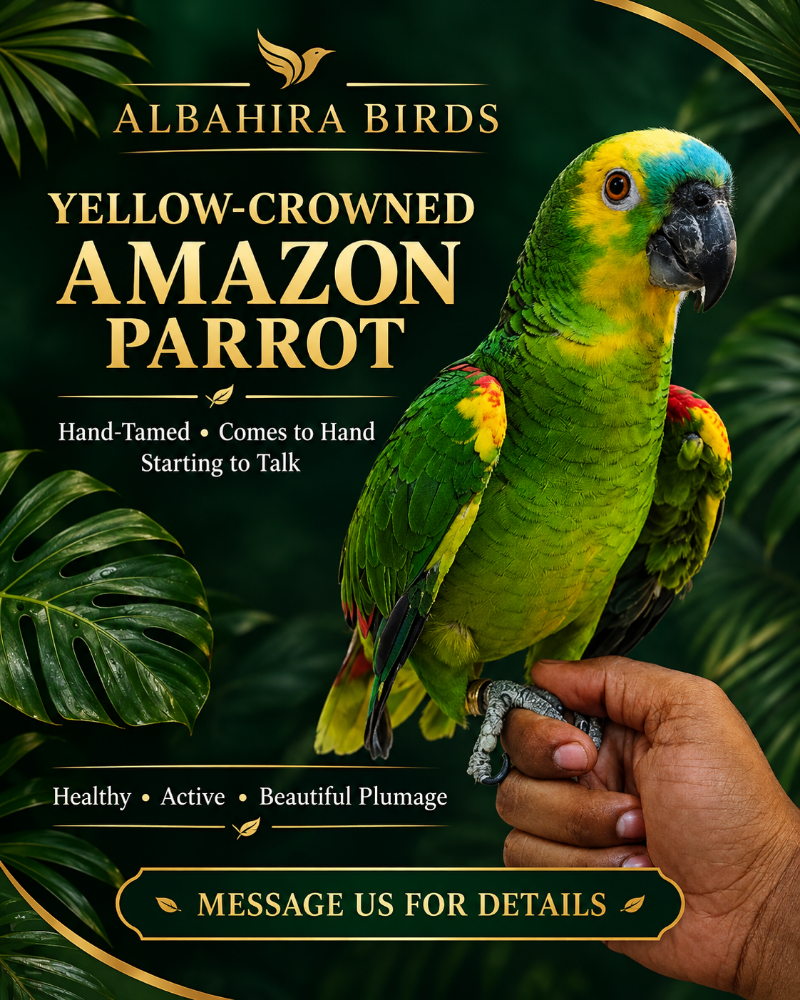 Yellow-Crowned Amazon - 1