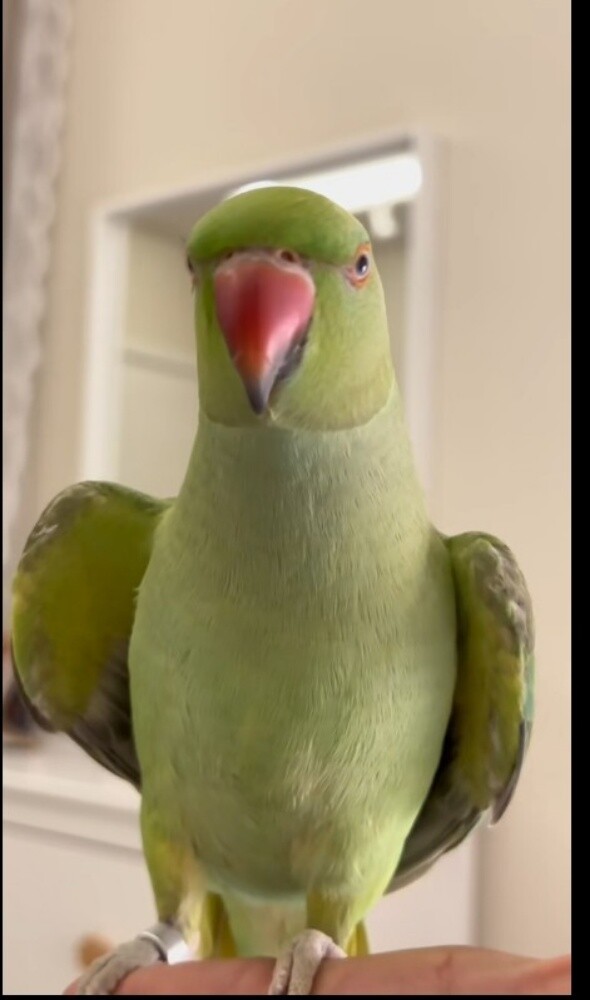 بيع - 1