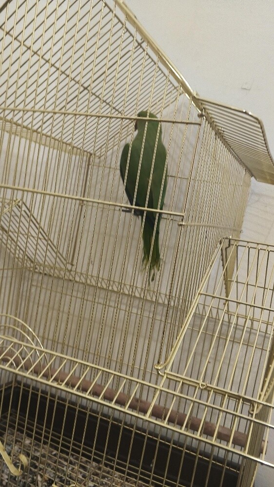 بيع - 2
