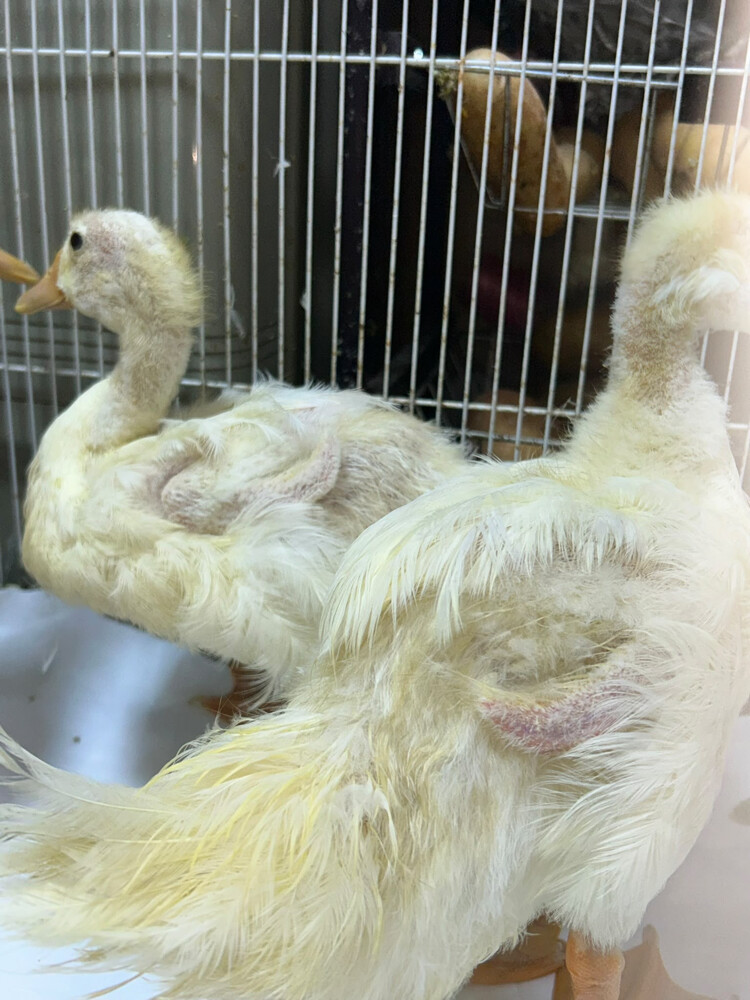 duck - 1