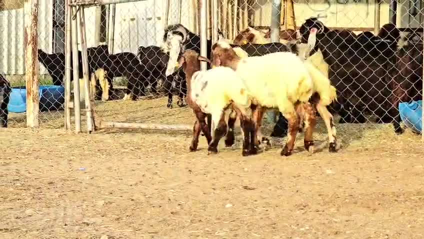 للبيع رخال طيبه - 1