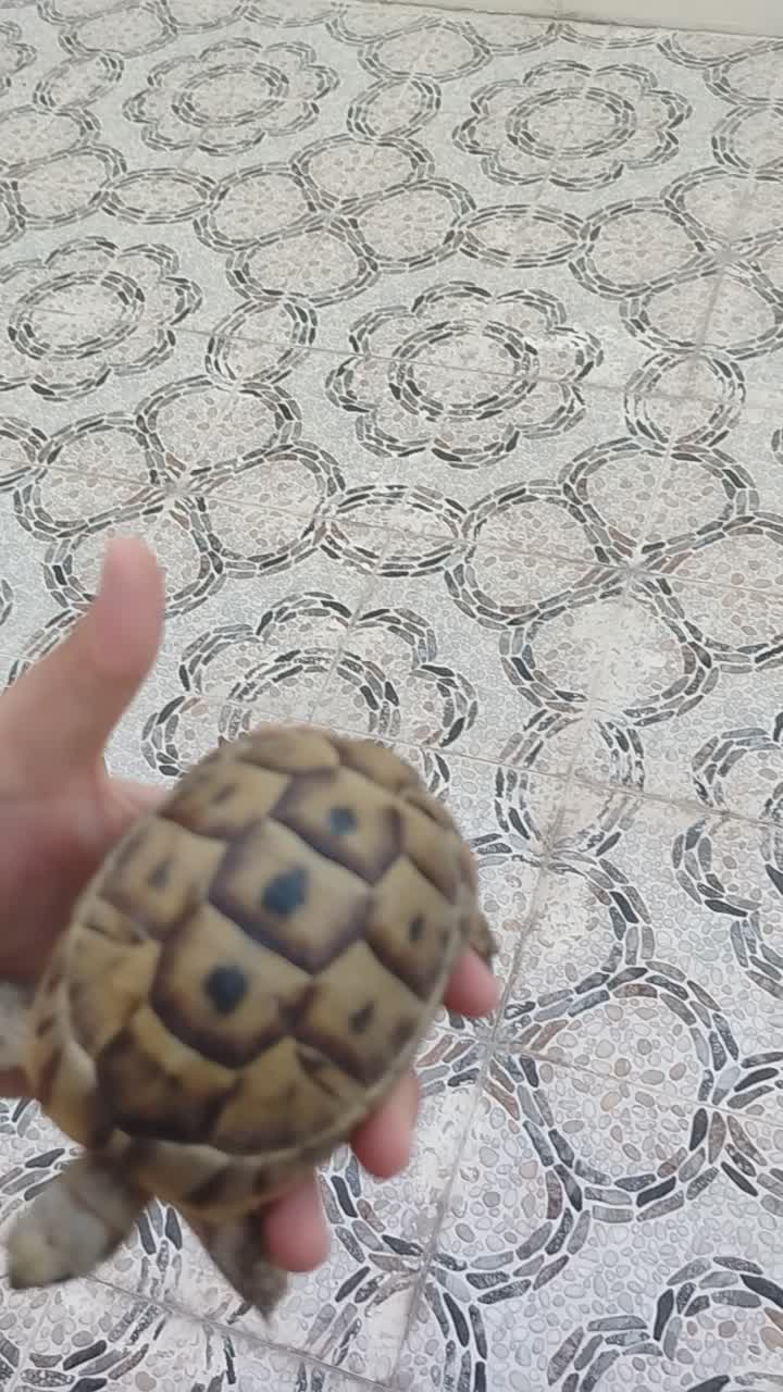 اسلحف - 1