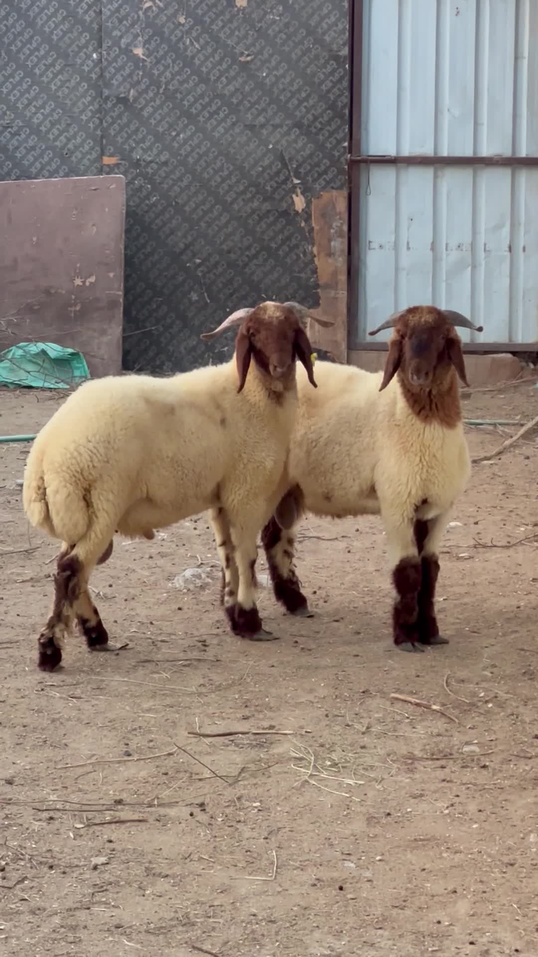 طليان بلدية - 1