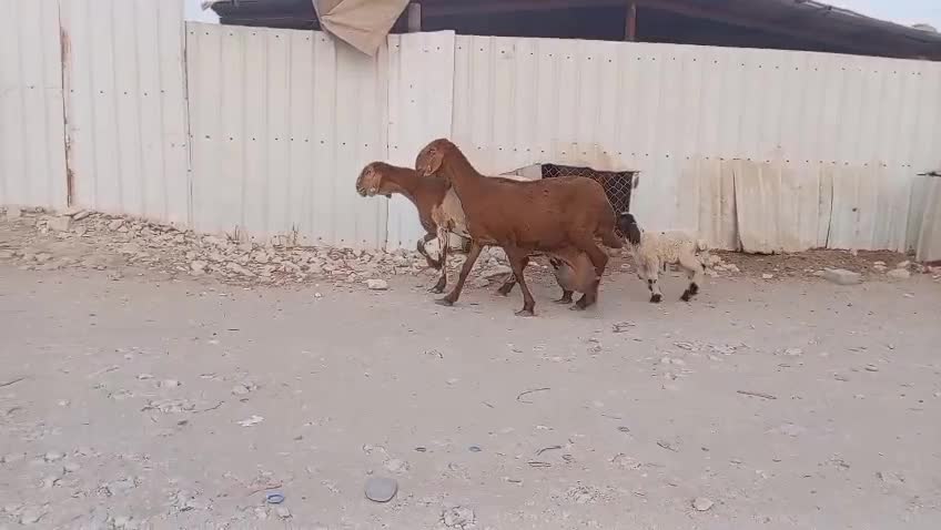 للبيع شويهات سواكنيه - 1
